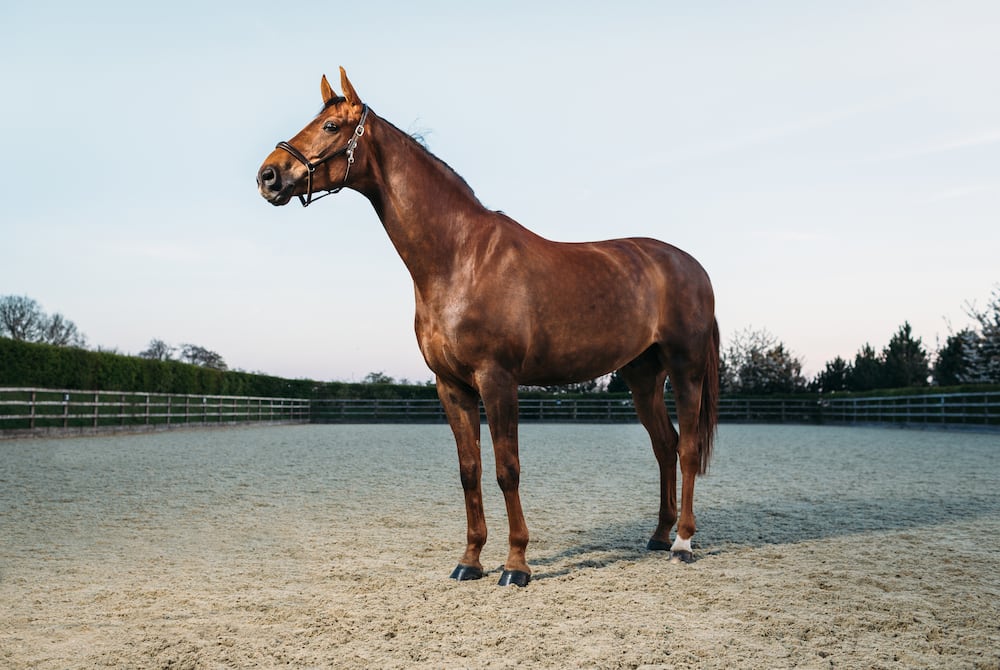 Dressage horses for sale in South Africa