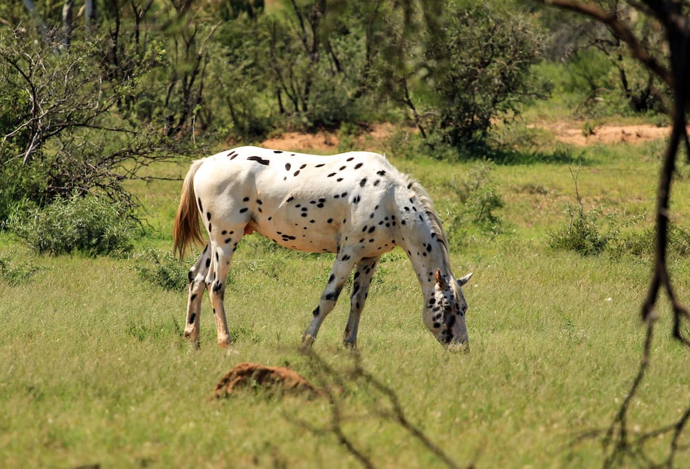 Horse breeds in South Africa