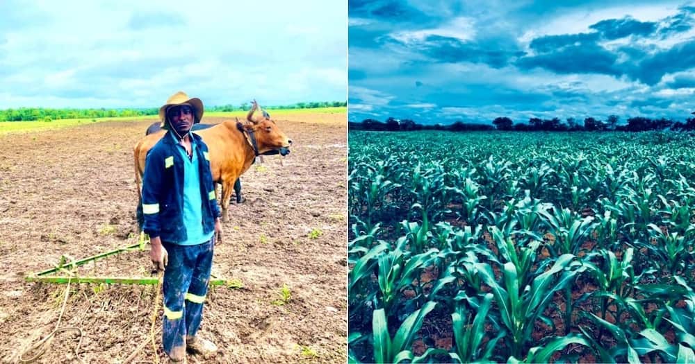 Rural Boy, Mzansi, Zimbabwe, South Africa, Farming