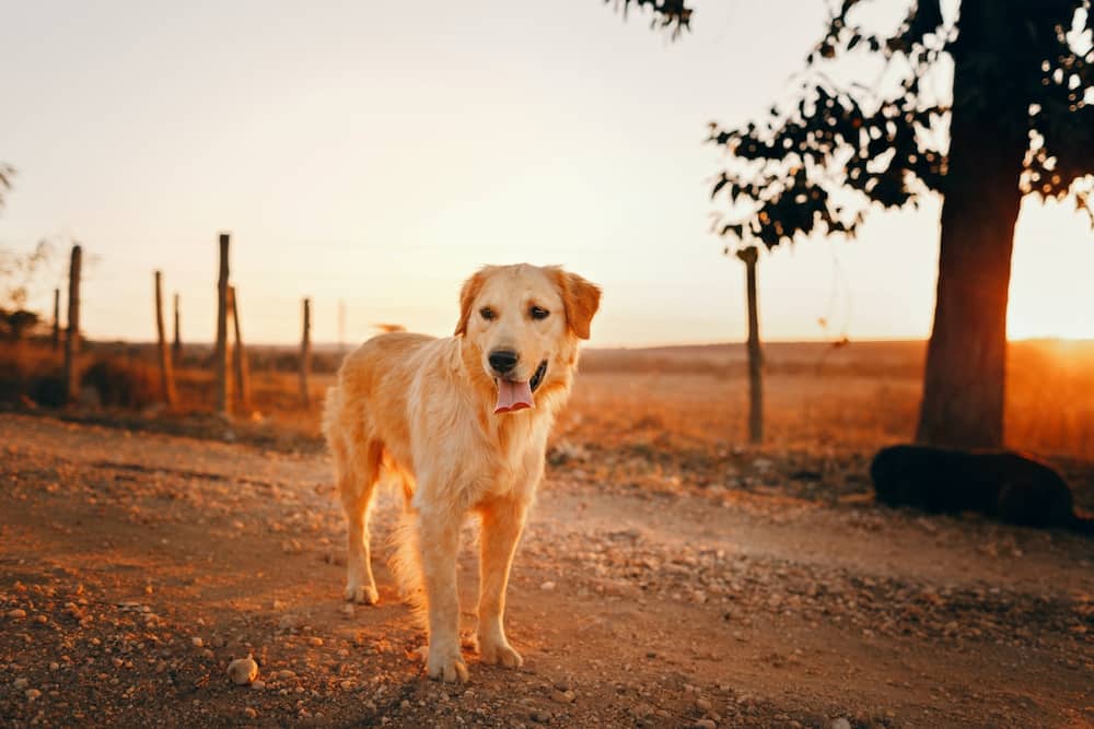 Top 10 gewildste honde rasse in Suid-Afrika