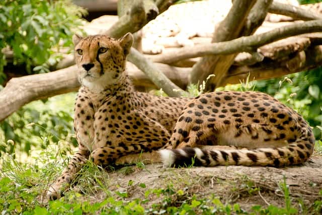Top 10 fastest land animals in the world: What are their top speeds? -  