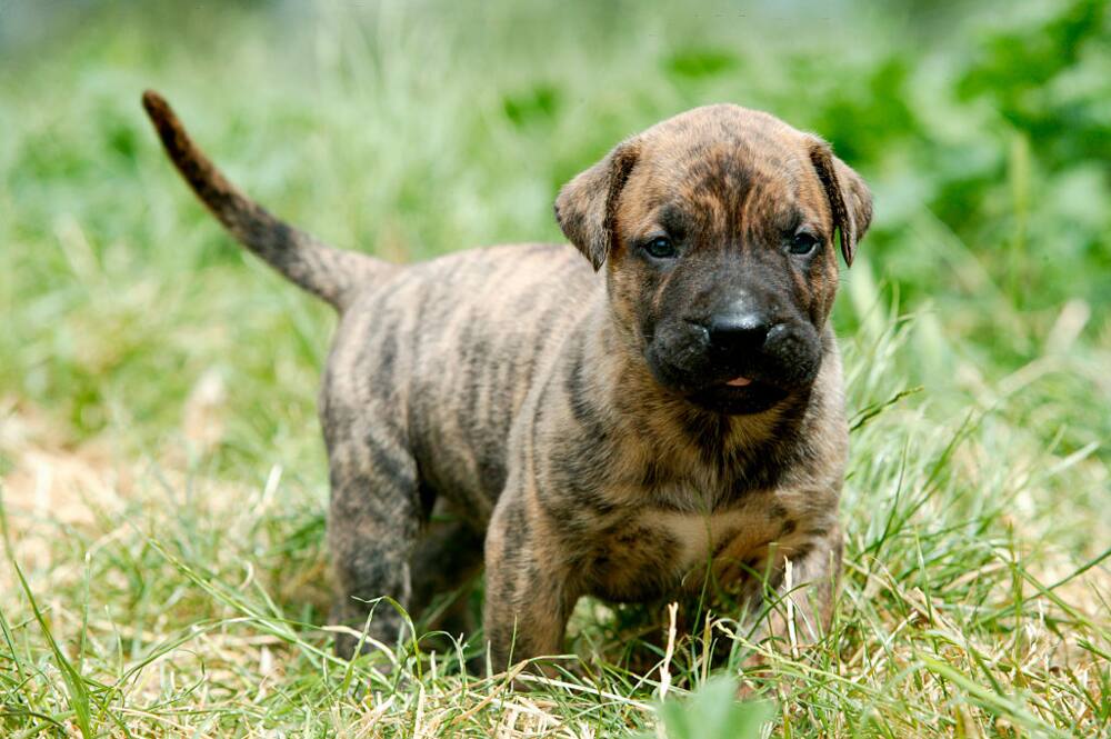 is the perro de presa canario legal in poland