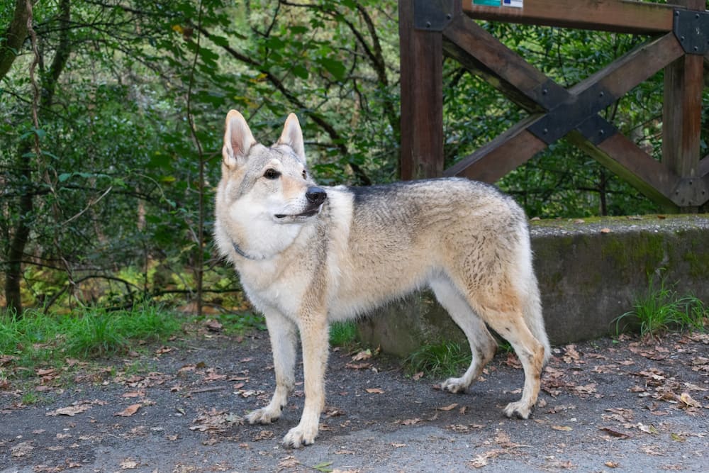 Wolf dog with white and grey fur.