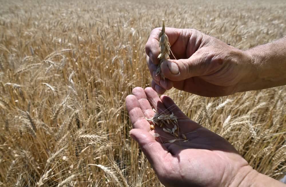 Farmer Sergiy Lioubarsky wonders how on earth he'll manage to harvest his crops