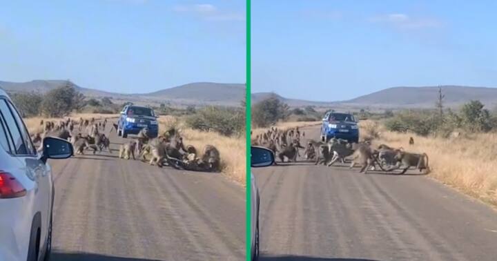 Troop Of Fierce Baboons Fight Wild Leopard Video Gets 47 Million Views “they Really Said Pull 