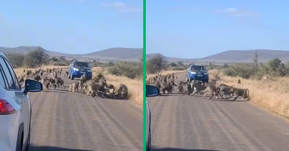 Fierce troop of baboons fought off a leopard