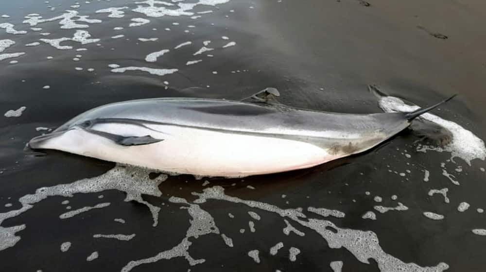 A handout picture released by Guatemala's National Council for Protected Areas on June 23 shows a dead dolphin recently found on the country's Pacific coast