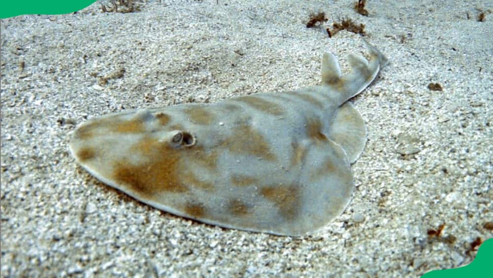 A numbfish in the ocean floor