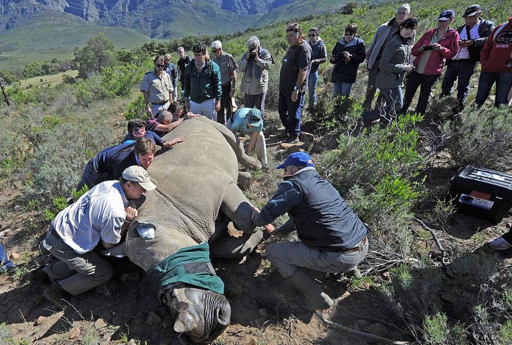 A team of vets operate on a white rhino