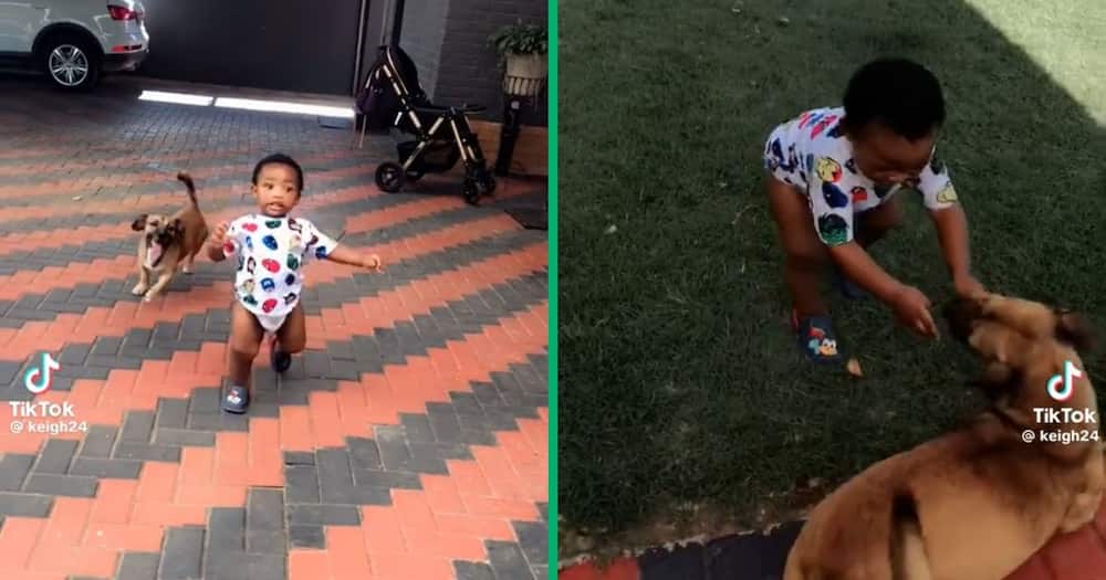 A dog chased a toddler in a TikTok video