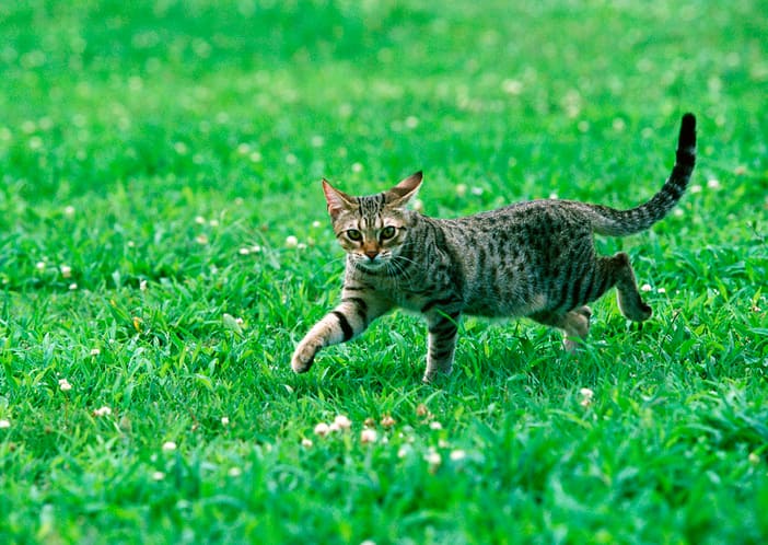 An Ocicat running on a field