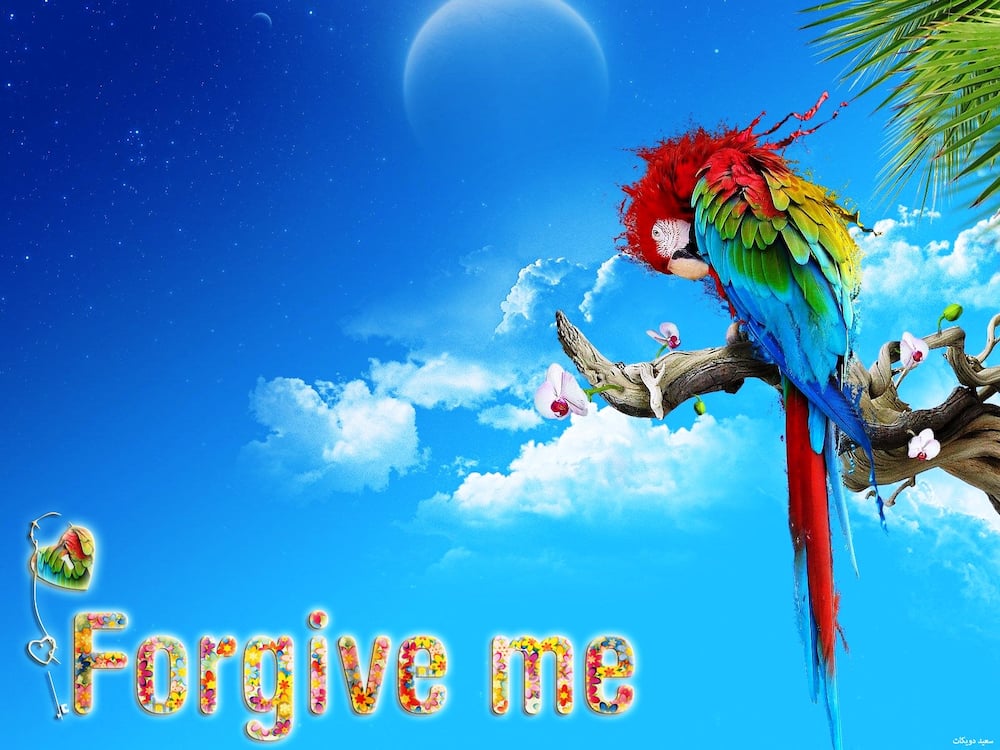40 melting Im sorry quotes with images 2019 40 melting Im sorry quotes with images 2019