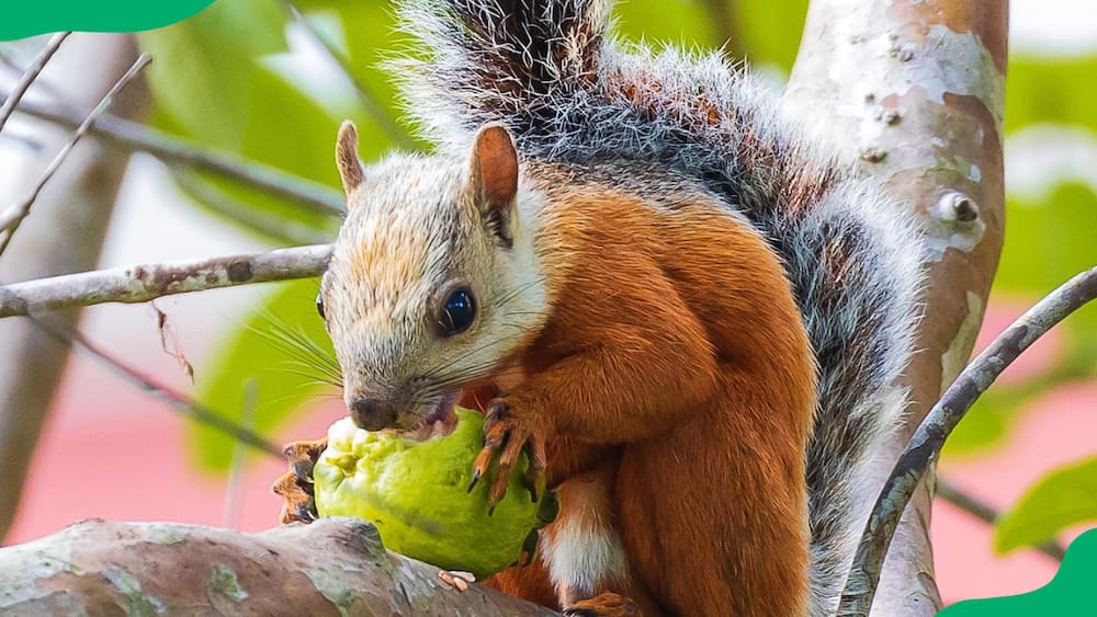 Variegated squirrel eating a gauva on a tree