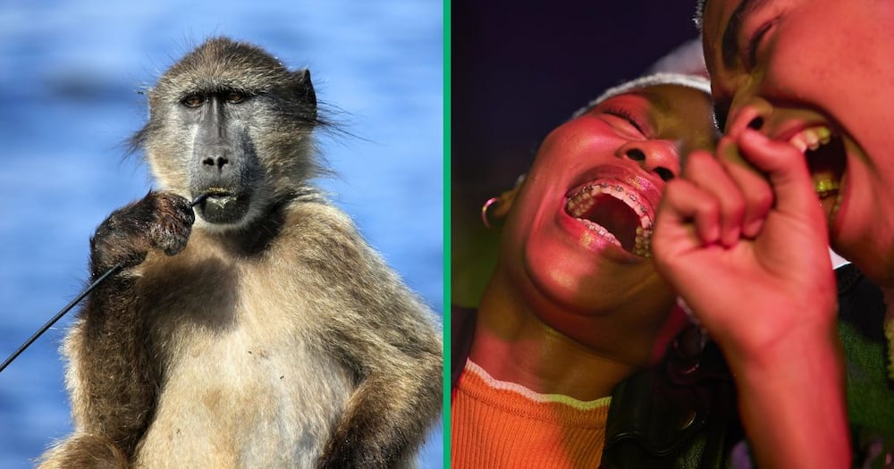 A baboon was sighted in Brakpan and South Africans made jokes
