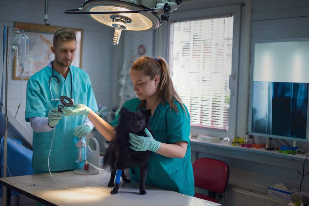 What is the average veterinary tech salary in the USA in 2022?