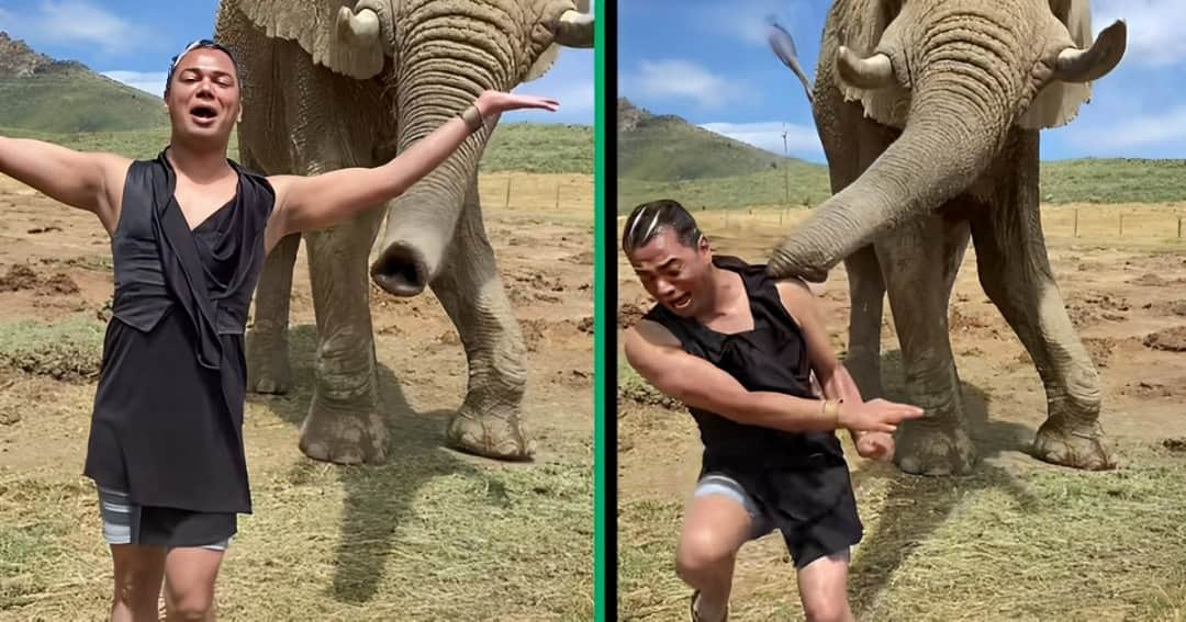 Young man's hilarious elephant encounter goes viral on TikTok, SA in laughter