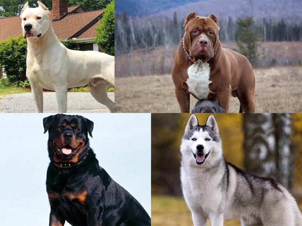 worlds strongest dog breed