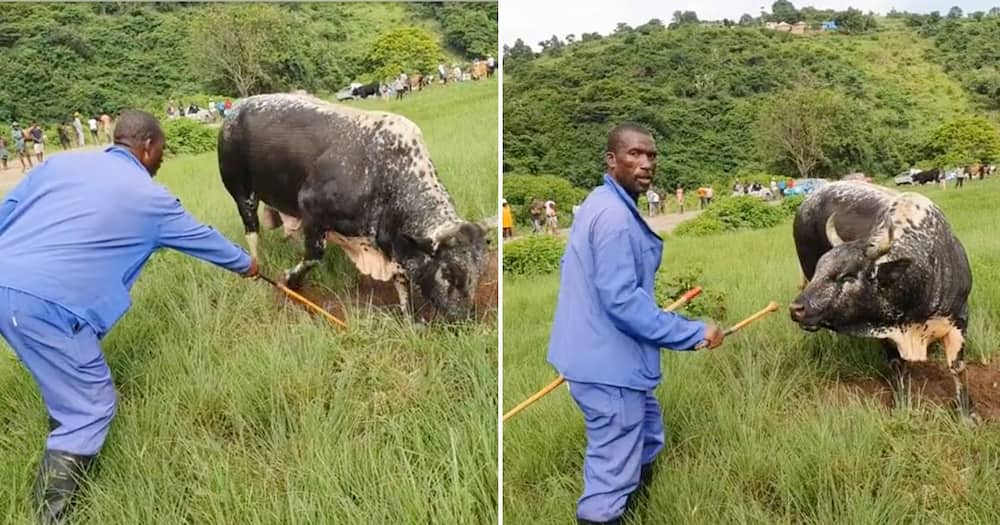 Zulu man praises his cow