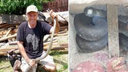 Nick Evans catches 1.8m black mamba hiding in retaining wall in Durban home on Mother's Day