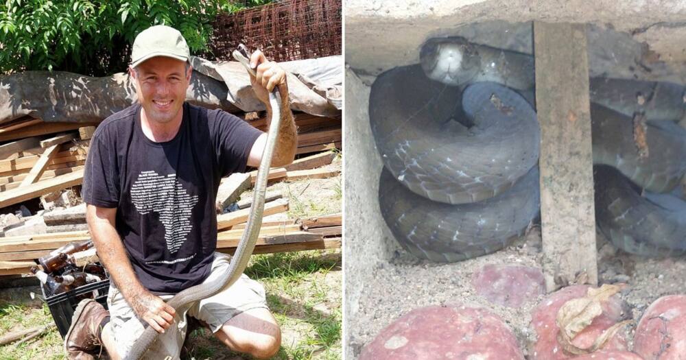 Nick Evans nabs black mamba hiding in retaining wall on Mother's Day