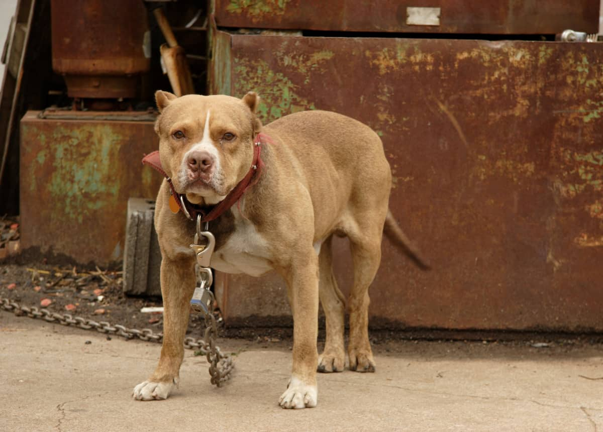 nspca-calls-for-more-by-laws-and-better-control-of-pit-bulls-mzansi