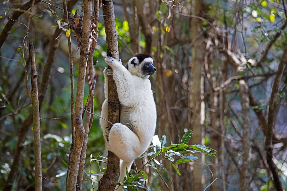 Verreaux's sifaka climbing a tree