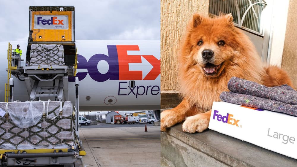 How do I contact FedEx Nigeria?