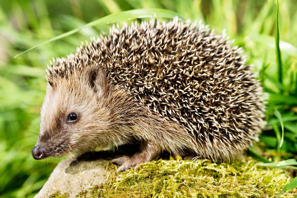 Hedgehog sitting on a stone.