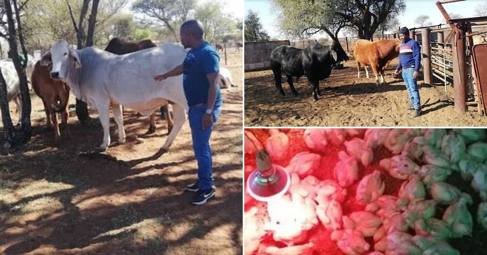 Meet Tumisang Ben Matshogo, a farmer who started with only 4 cows