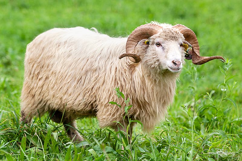 Xalda sheep on the farm