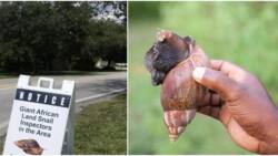 Florida goes into quarantine after invasion of giant African snails in famous city