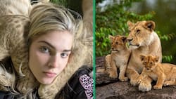 Woman cuddles with lion cubs after their mother dies: "I had to hand-raise them"