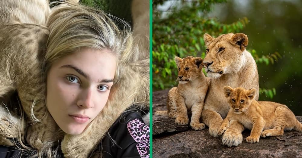 Woman cuddles with lions