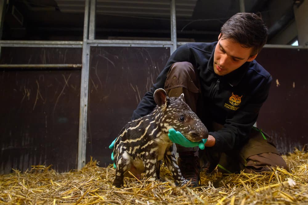 Zoo vet Felix Husemann examines a tapir cub.