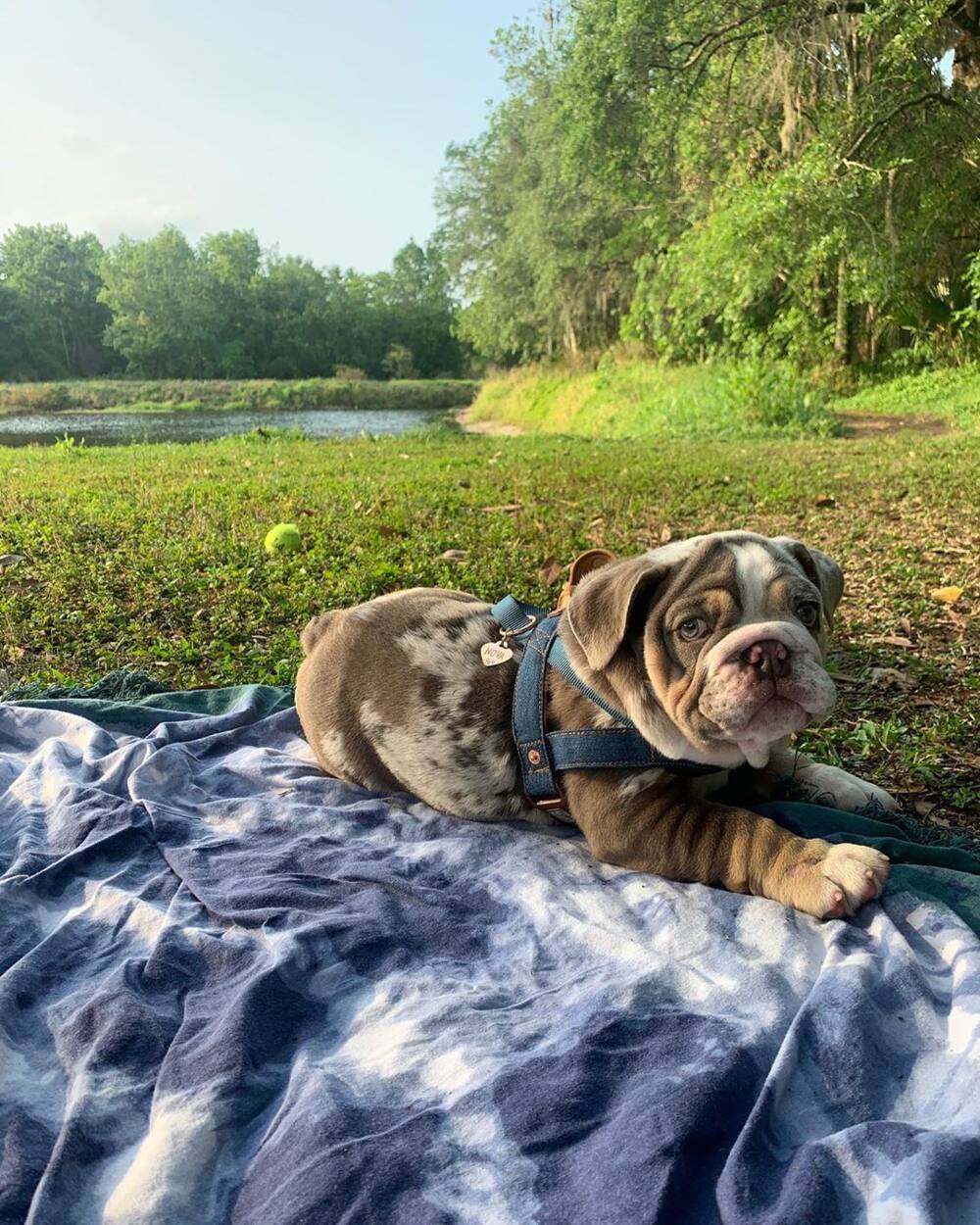 English bulldog puppies for sale in South Africa