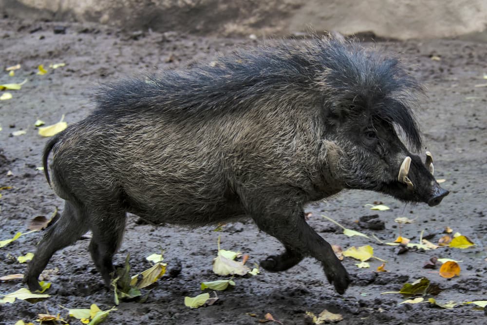 Visayan warty pig running