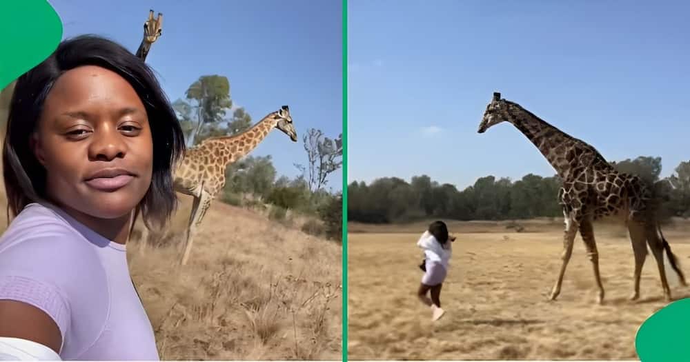 A TikTok video shows a woman getting kicked by a giraffe.