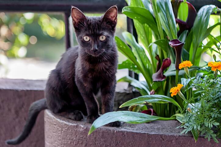 A black Bombay kitten standing in a plant pot outdoors