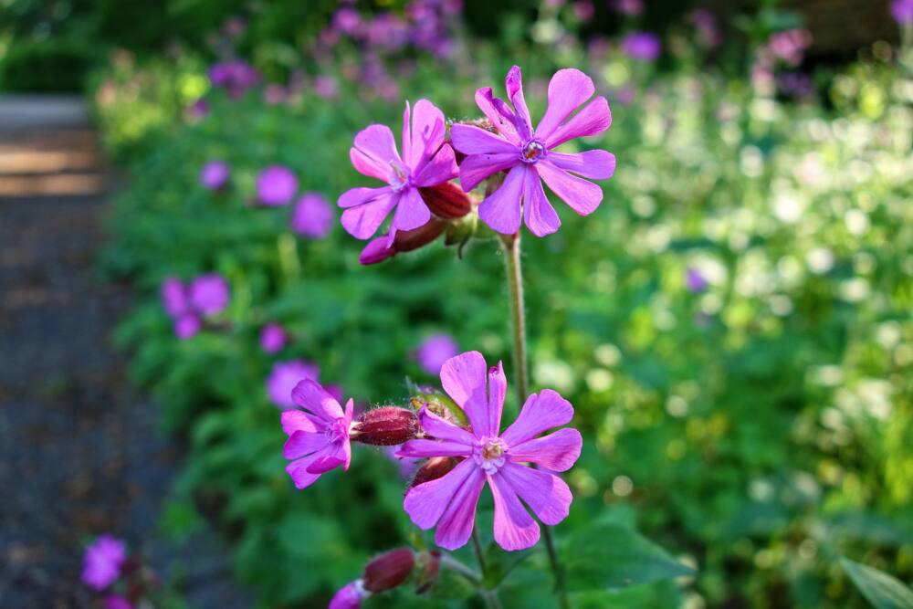 medicinal plants of south africa