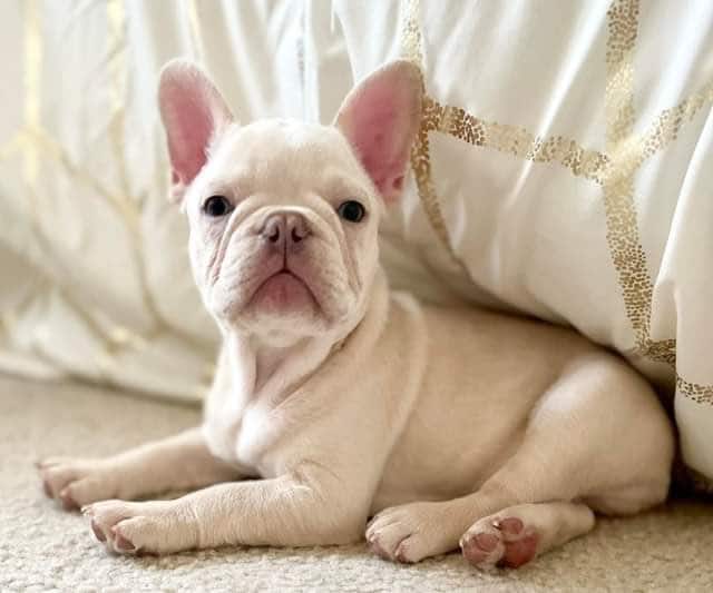 Which French Bulldog colour is most expensive?
