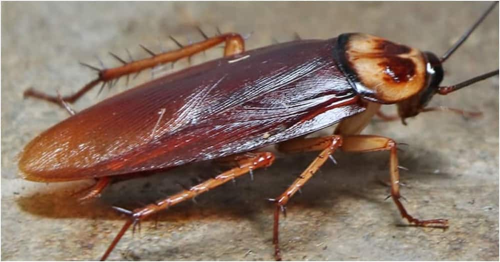 A cockroach. Photo: Getty Images.