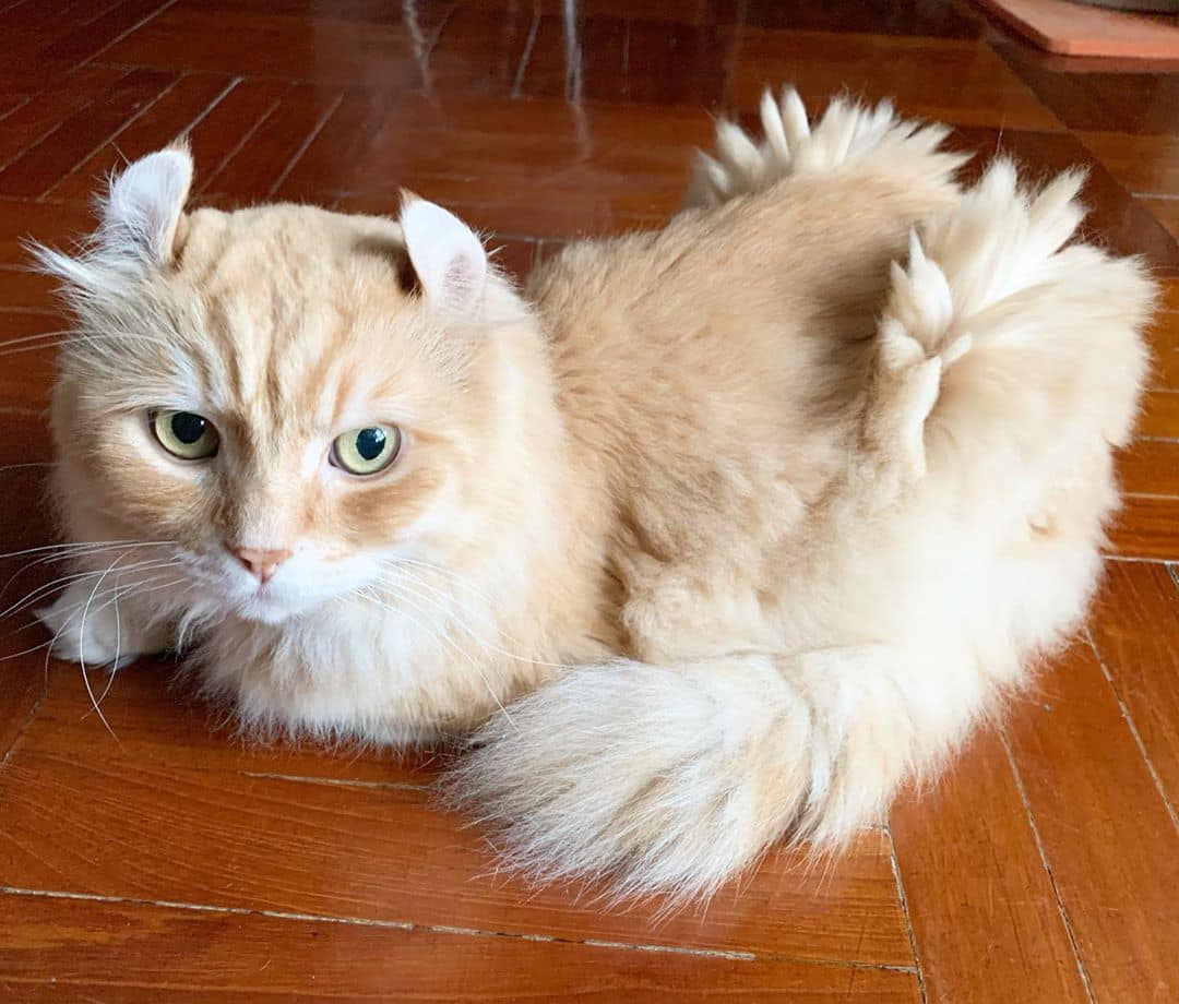 12 most expensive cats in the world How much is the rarest cat breed?