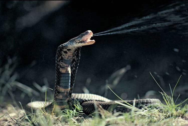 Poisonous snakes in South Africa