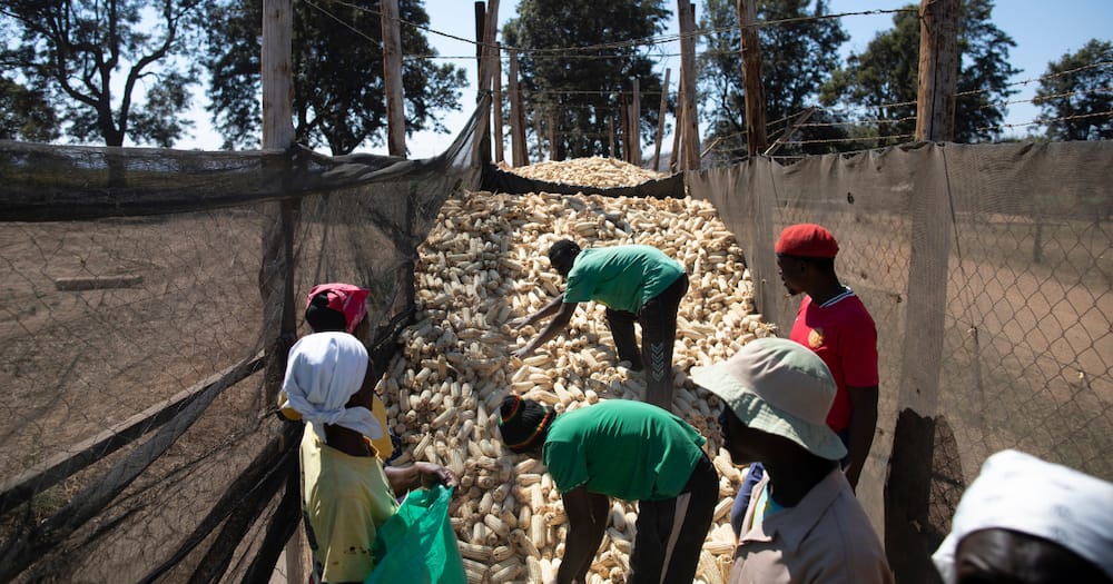 Low supply of maize, Zimbabwe government, confiscates maize, farmers, security forces