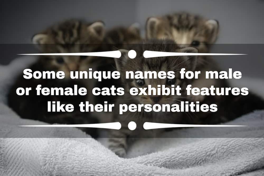 What is the cutest cat name?
