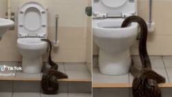 Massive snake slithering into toilet gets 5.8M views, nightmarish video leaves TikTok users terrified