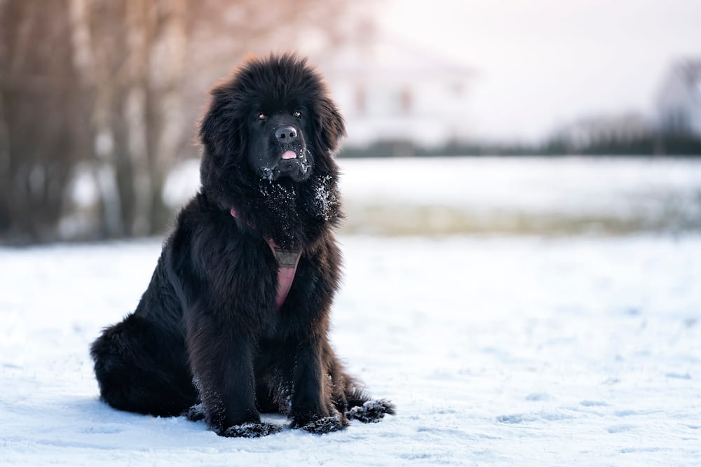 Newfoundland dog sitting in the snow