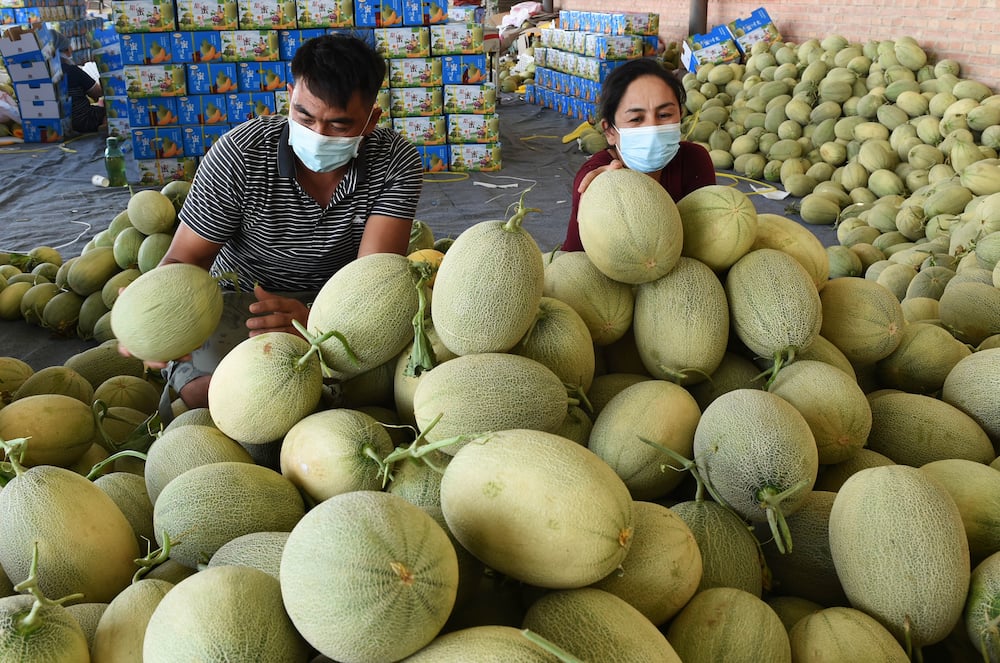 Farmers bag cantaloupes