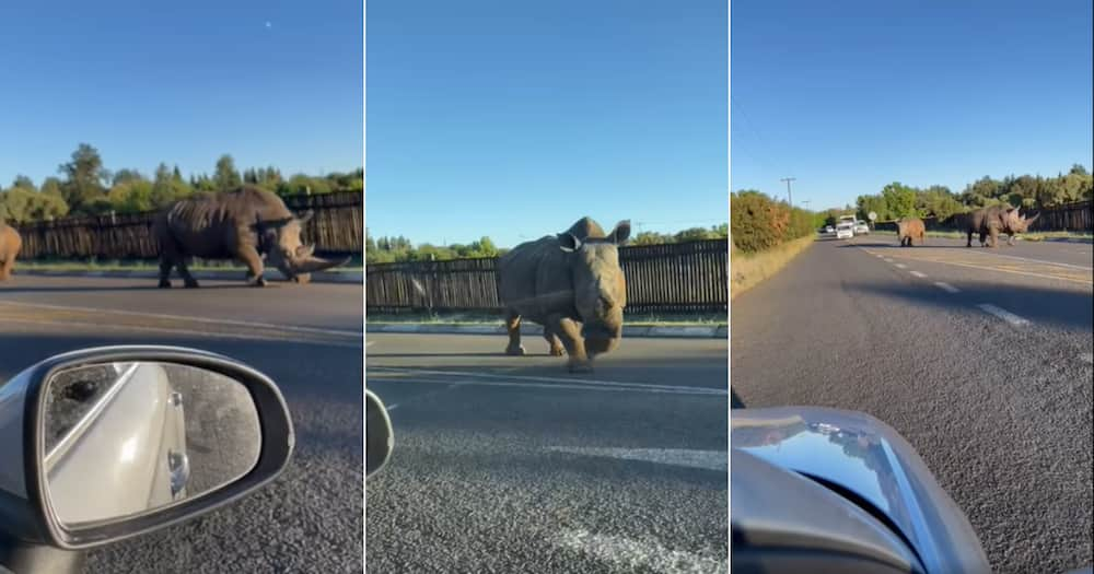 “Only in SA”: 2 Rhinos Take Leisurely Stroll in Bloem Street, SA Left ...