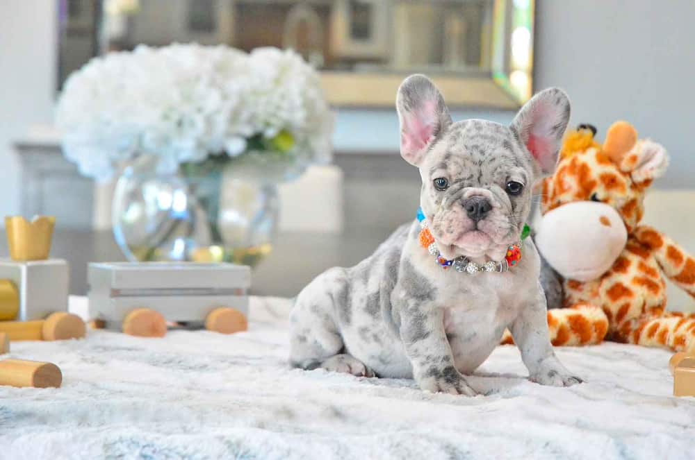 expensive french bulldog